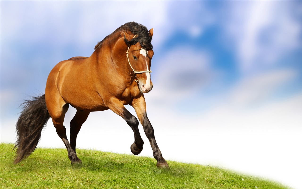 Super horse photo wallpaper (2) #1 - 1280x800