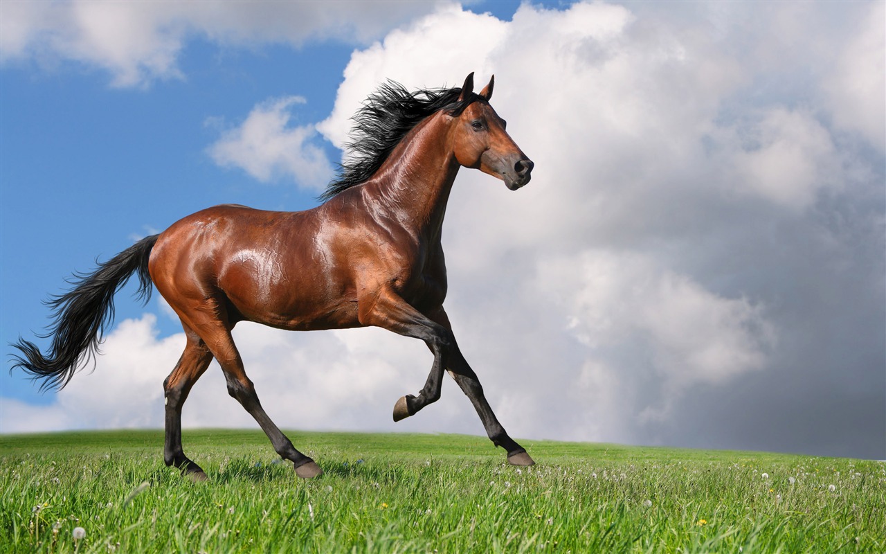 Super horse photo wallpaper (2) #2 - 1280x800