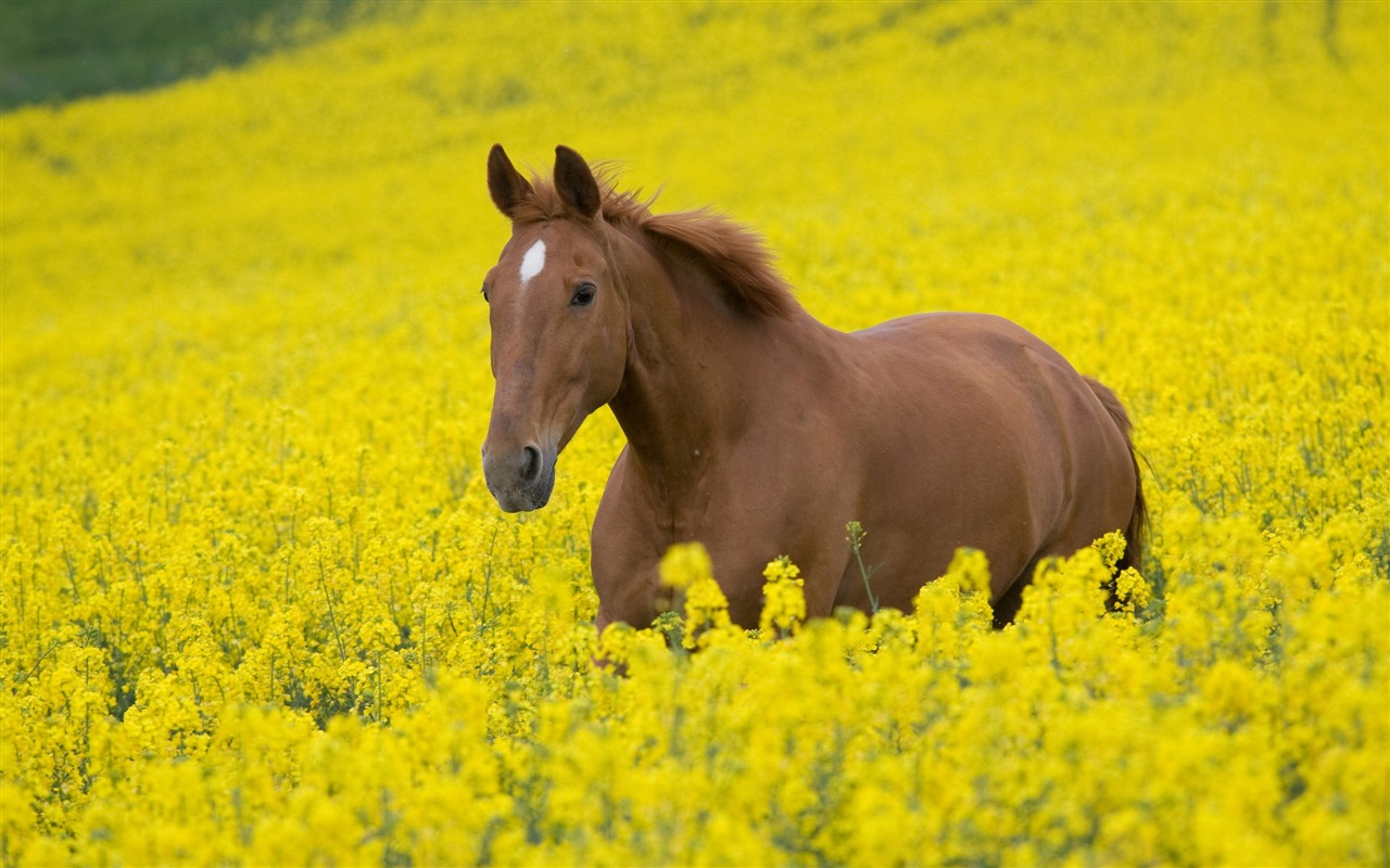 Super Pferd Fototapete (2) #3 - 1280x800