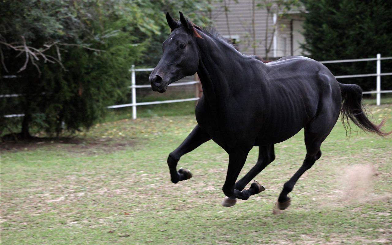 Super horse photo wallpaper (2) #4 - 1280x800