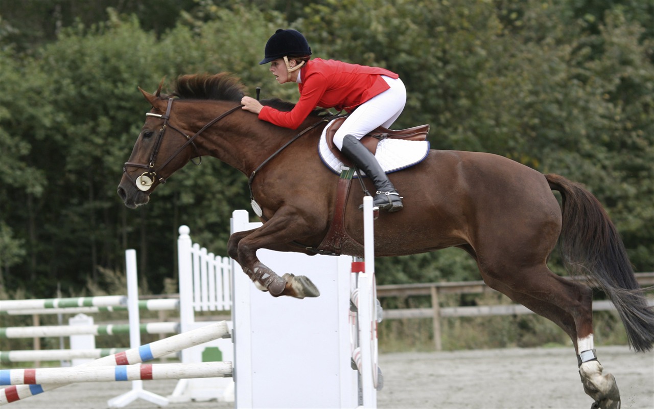 Super horse photo wallpaper (2) #6 - 1280x800