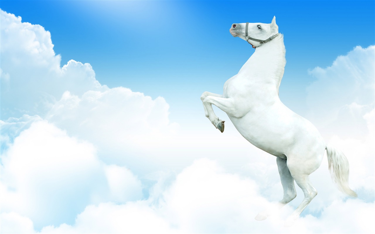 Super horse photo wallpaper (2) #7 - 1280x800