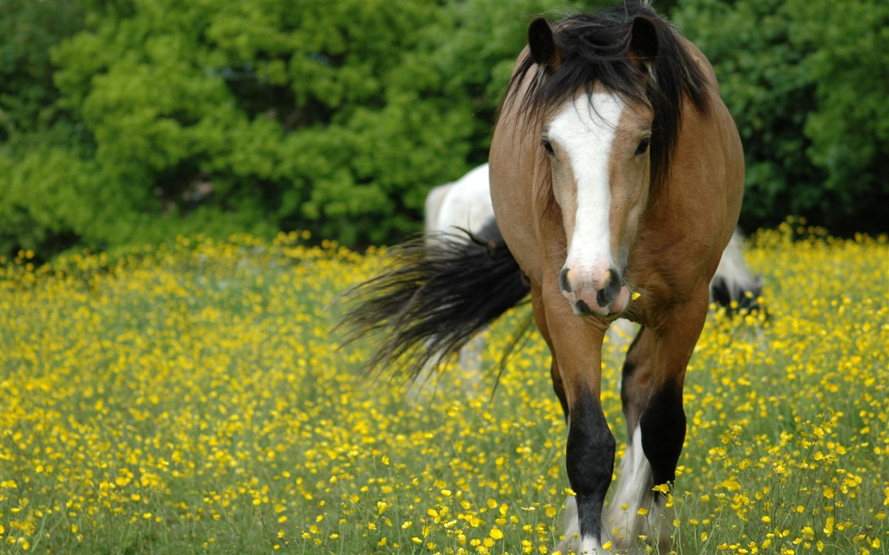 Super Pferd Fototapete (2) #8 - 1280x800