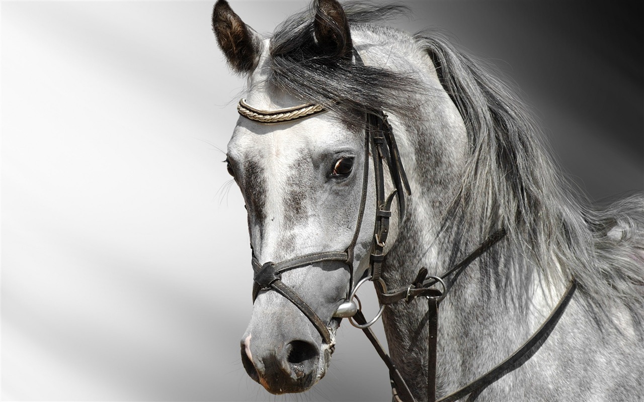 Super horse photo wallpaper (2) #9 - 1280x800