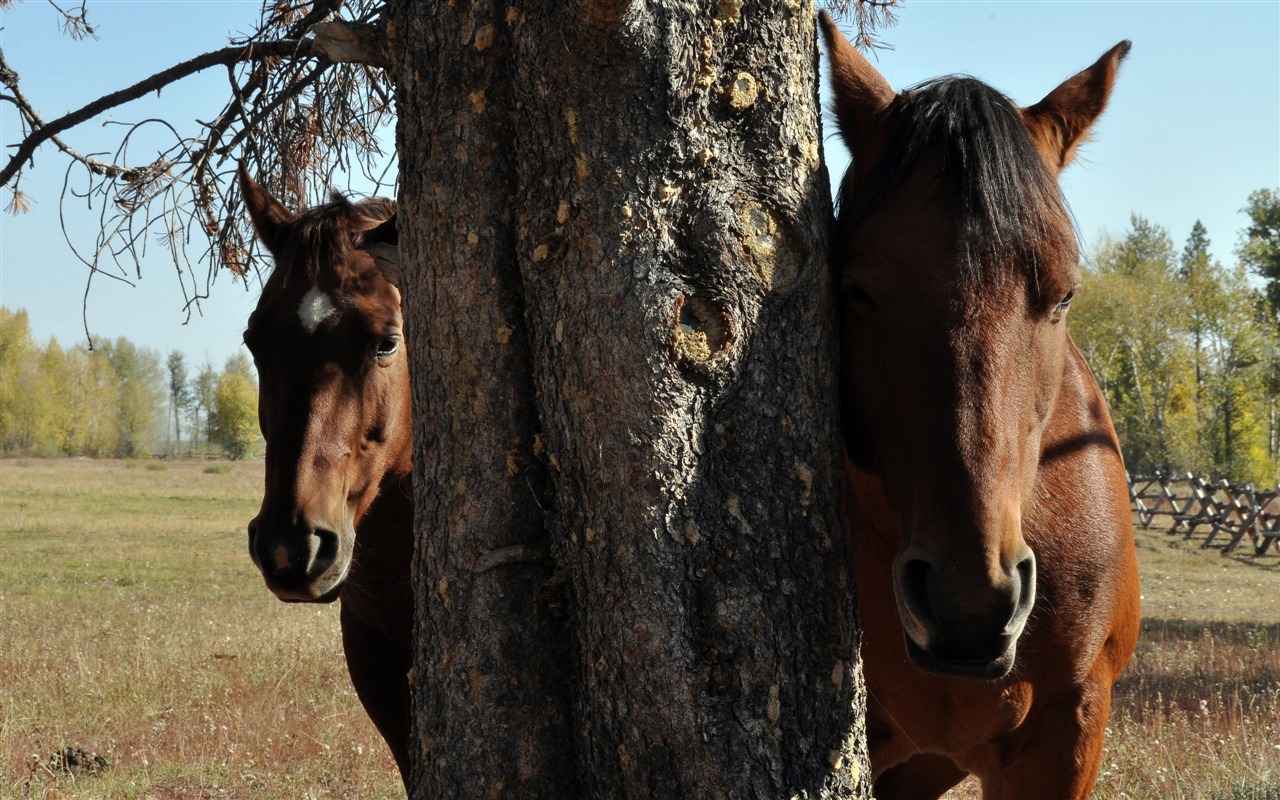 Super horse photo wallpaper (2) #10 - 1280x800