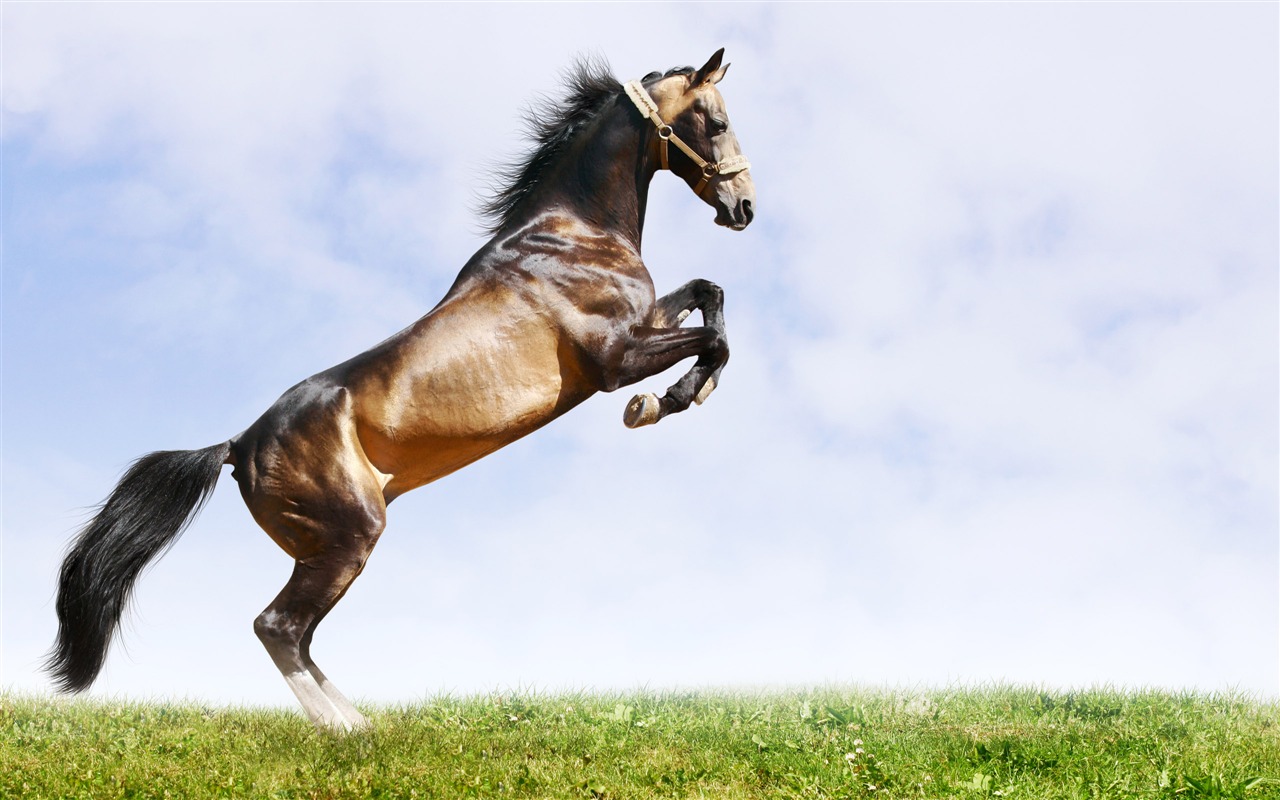 Super horse photo wallpaper (2) #15 - 1280x800