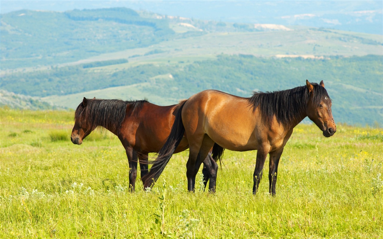 Super horse photo wallpaper (2) #16 - 1280x800