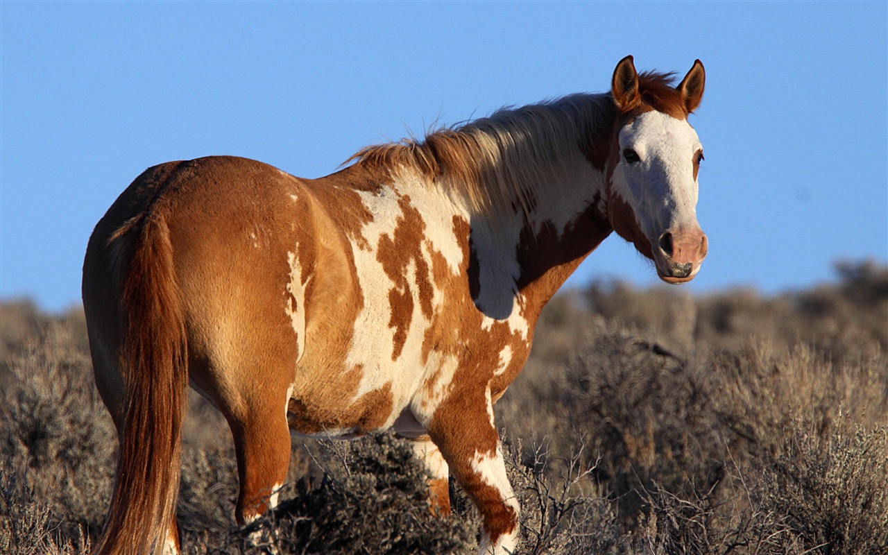 Super Pferd Fototapete (2) #17 - 1280x800