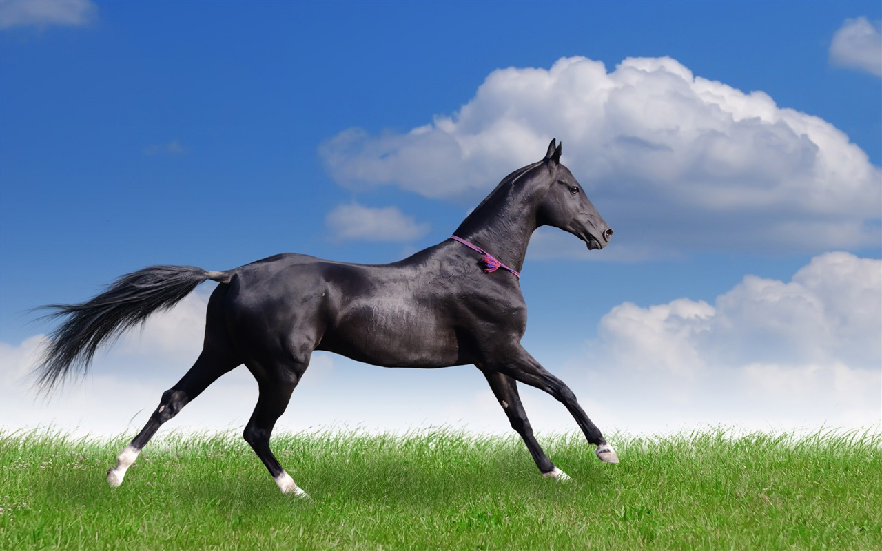 Super horse photo wallpaper (2) #19 - 1280x800