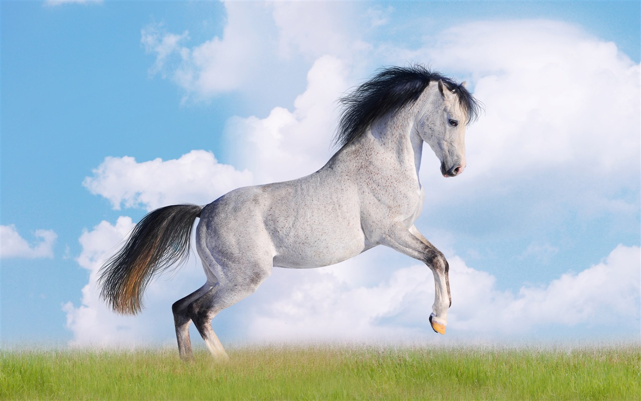 Super horse photo wallpaper (2) #20 - 1280x800