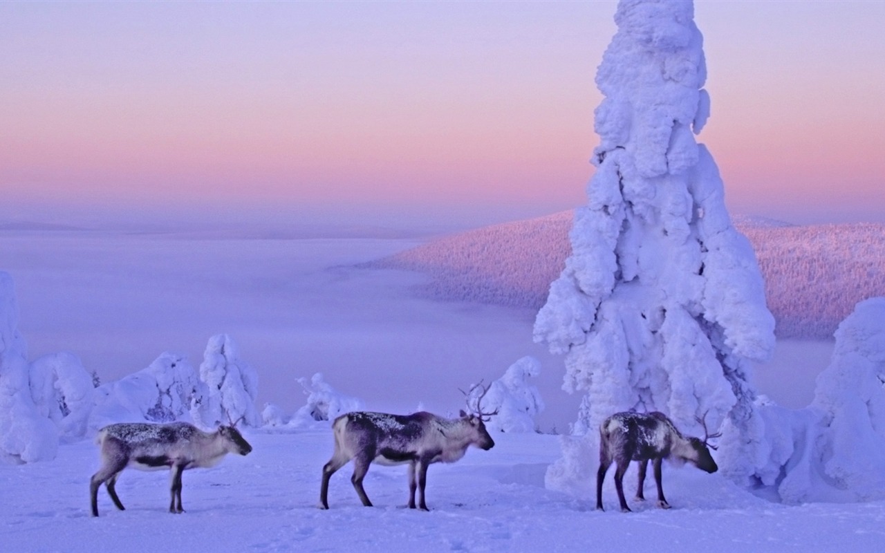寬屏雪景 壁紙(四) #17 - 1280x800