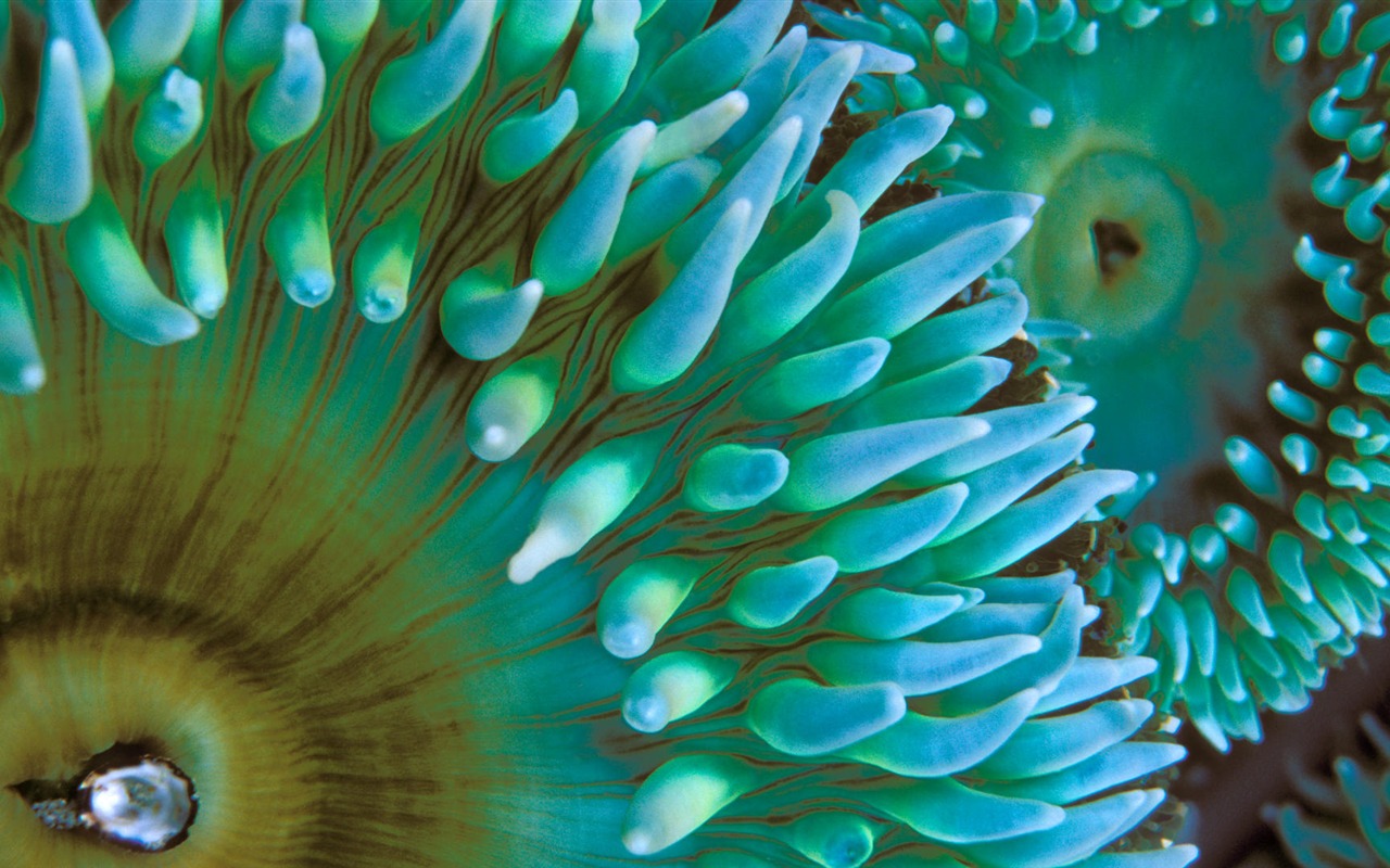 Zábava Underwater World (8) #6 - 1280x800
