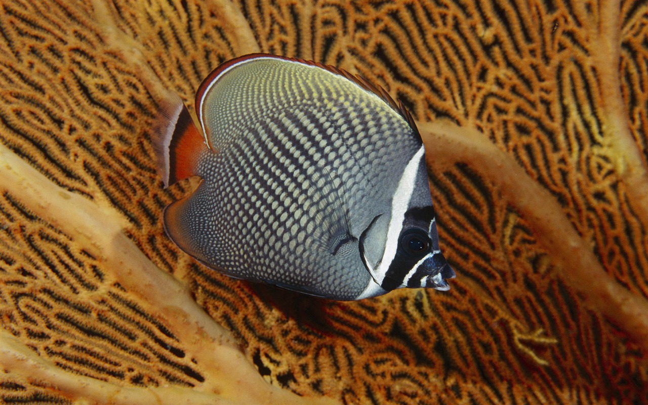 Zábava Underwater World (8) #7 - 1280x800