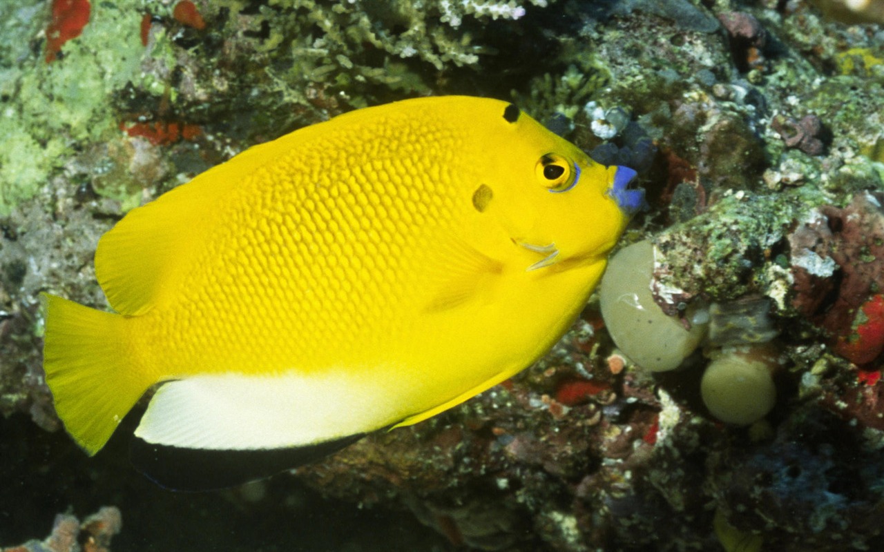Zábava Underwater World (8) #13 - 1280x800