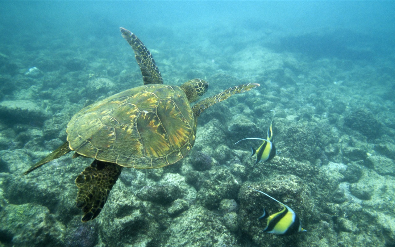 缤纷海底世界(八)19 - 1280x800