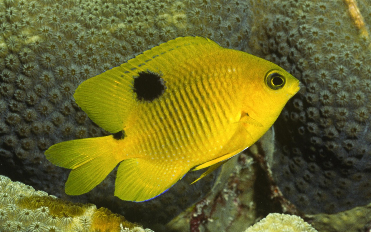 Zábava Underwater World (7) #4 - 1280x800