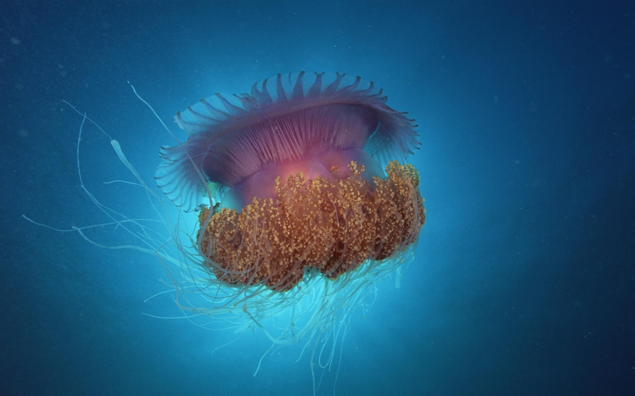 Zábava Underwater World (7) #9 - 1280x800