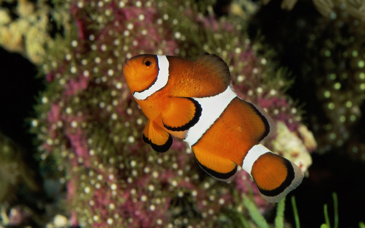 Zábava Underwater World (7) #11 - 1280x800