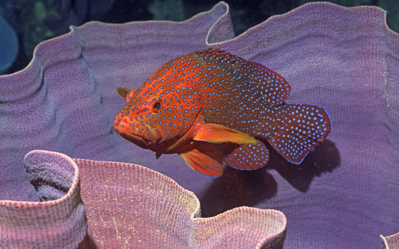 Zábava Underwater World (7) #13 - 1280x800
