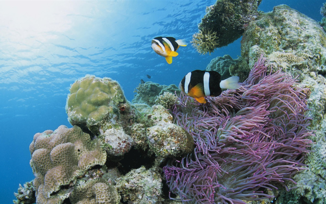 Zábava Underwater World (7) #20 - 1280x800