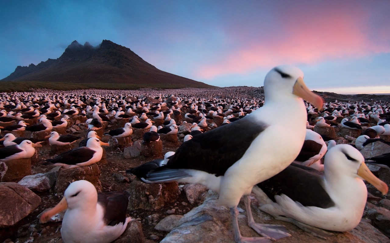 National Geographic album papier peint des animaux (8) #5 - 1280x800