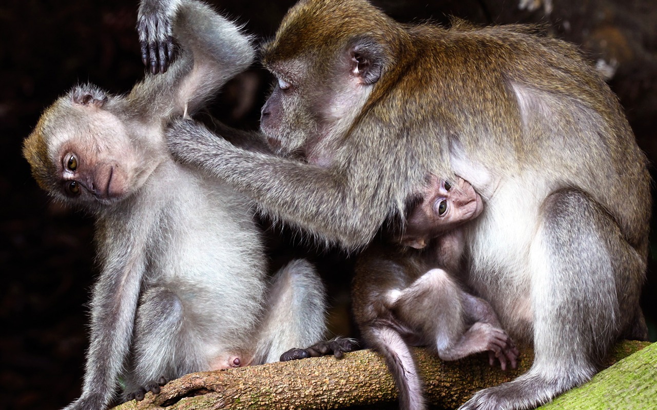 國家地理 動物壁紙專輯(八) #16 - 1280x800