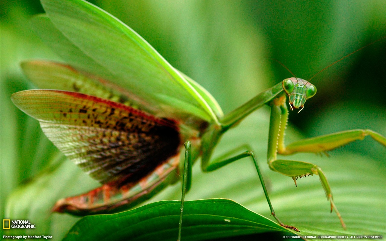 National Geographic zvířecí tapety album (9) #1 - 1280x800
