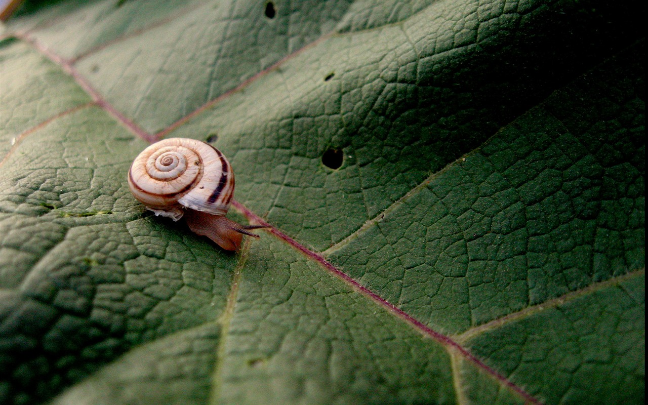 National Geographic zvířecí tapety album (9) #11 - 1280x800