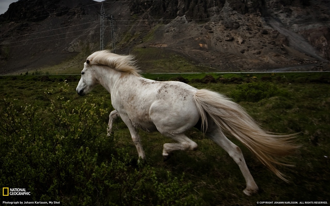 National Geographic animal wallpaper album (9) #13 - 1280x800