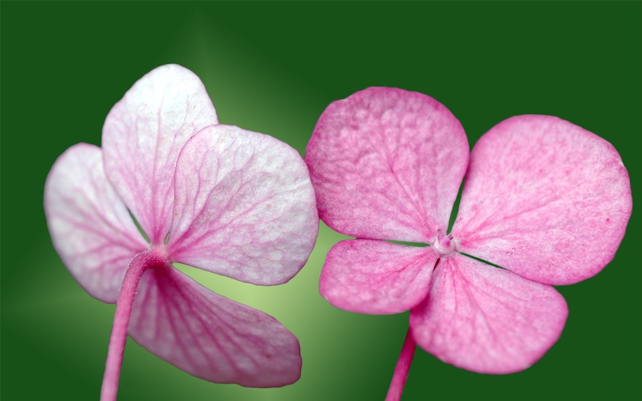 Pairs of flowers and green leaves wallpaper (1) #1 - 1280x800