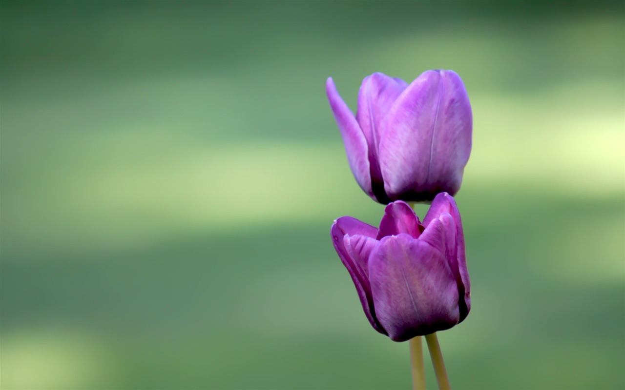 Pairs of flowers and green leaves wallpaper (1) #2 - 1280x800