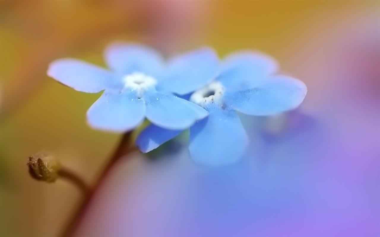 Pairs of flowers and green leaves wallpaper (1) #5 - 1280x800