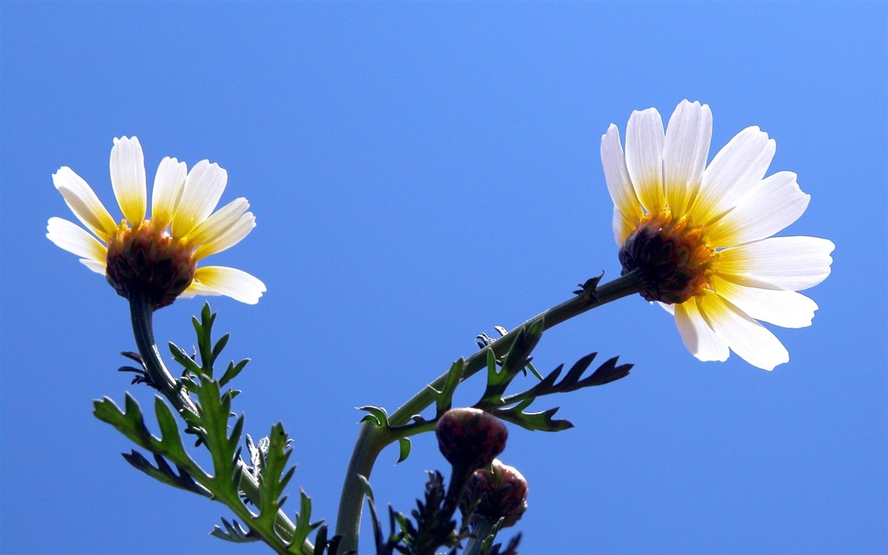 Pairs of flowers and green leaves wallpaper (1) #6 - 1280x800