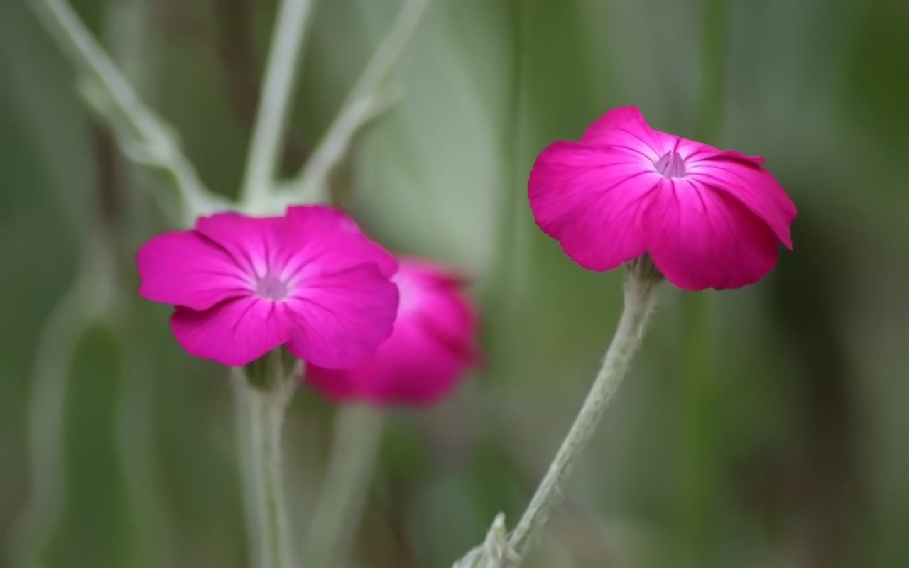 Pairs of flowers and green leaves wallpaper (1) #7 - 1280x800