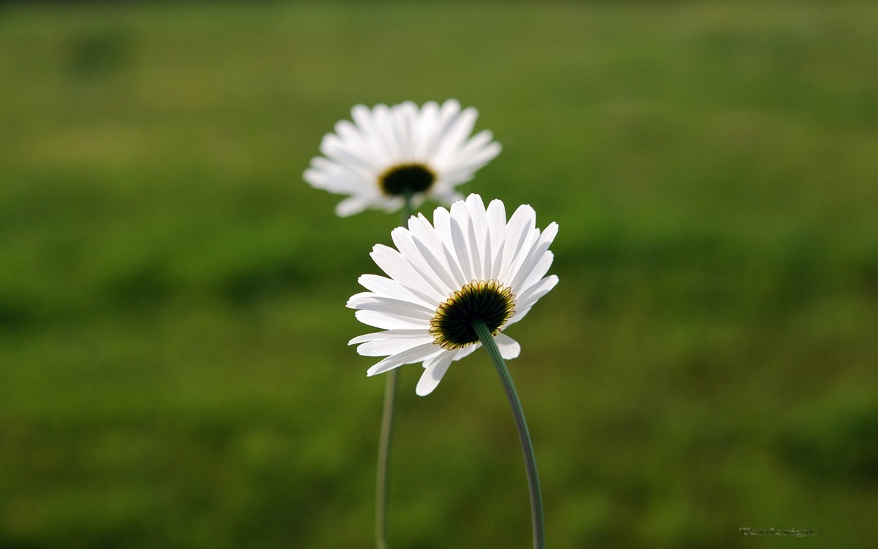 Pairs of flowers and green leaves wallpaper (1) #9 - 1280x800