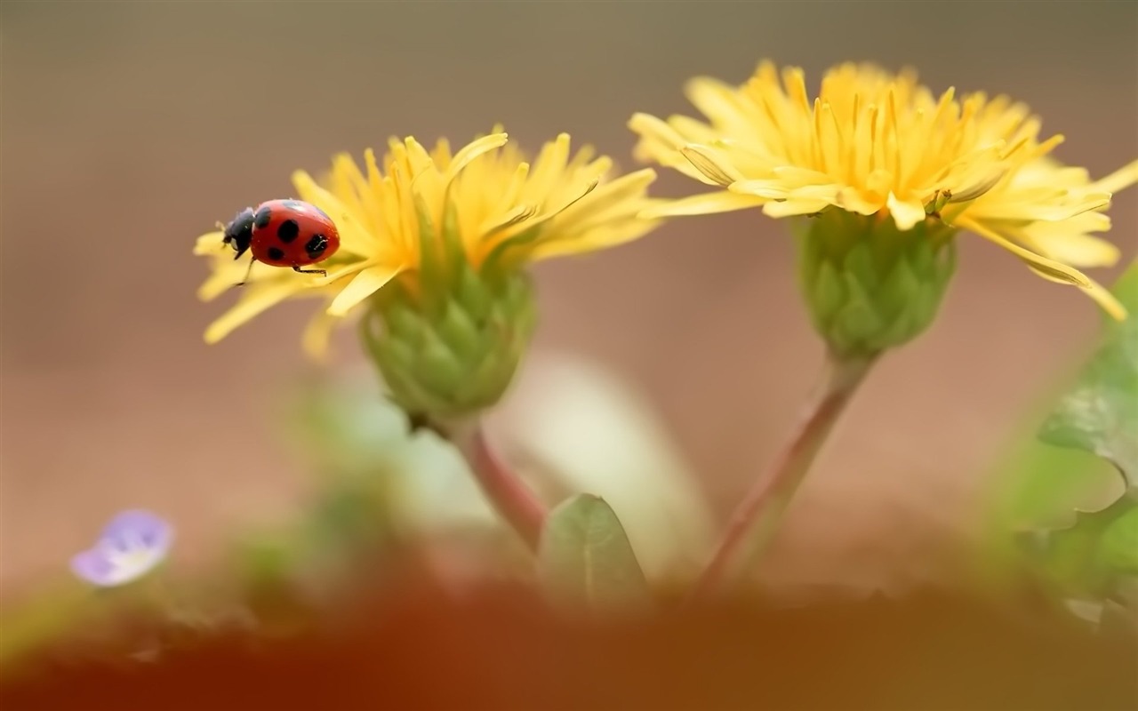 Pairs of flowers and green leaves wallpaper (1) #10 - 1280x800