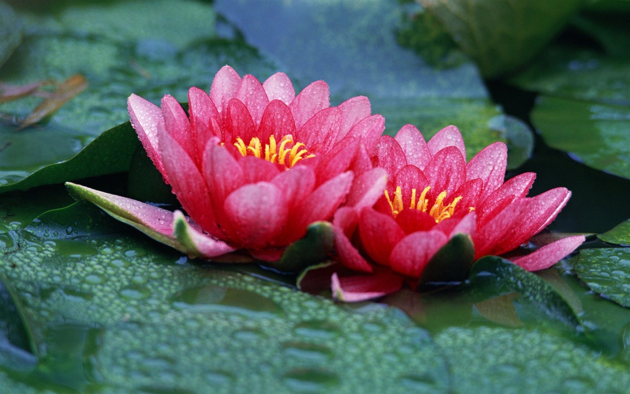 Pairs of flowers and green leaves wallpaper (1) #12 - 1280x800