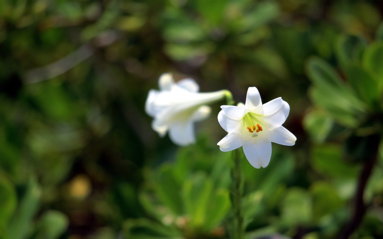 Pairs of flowers and green leaves wallpaper (1) #13 - 1280x800