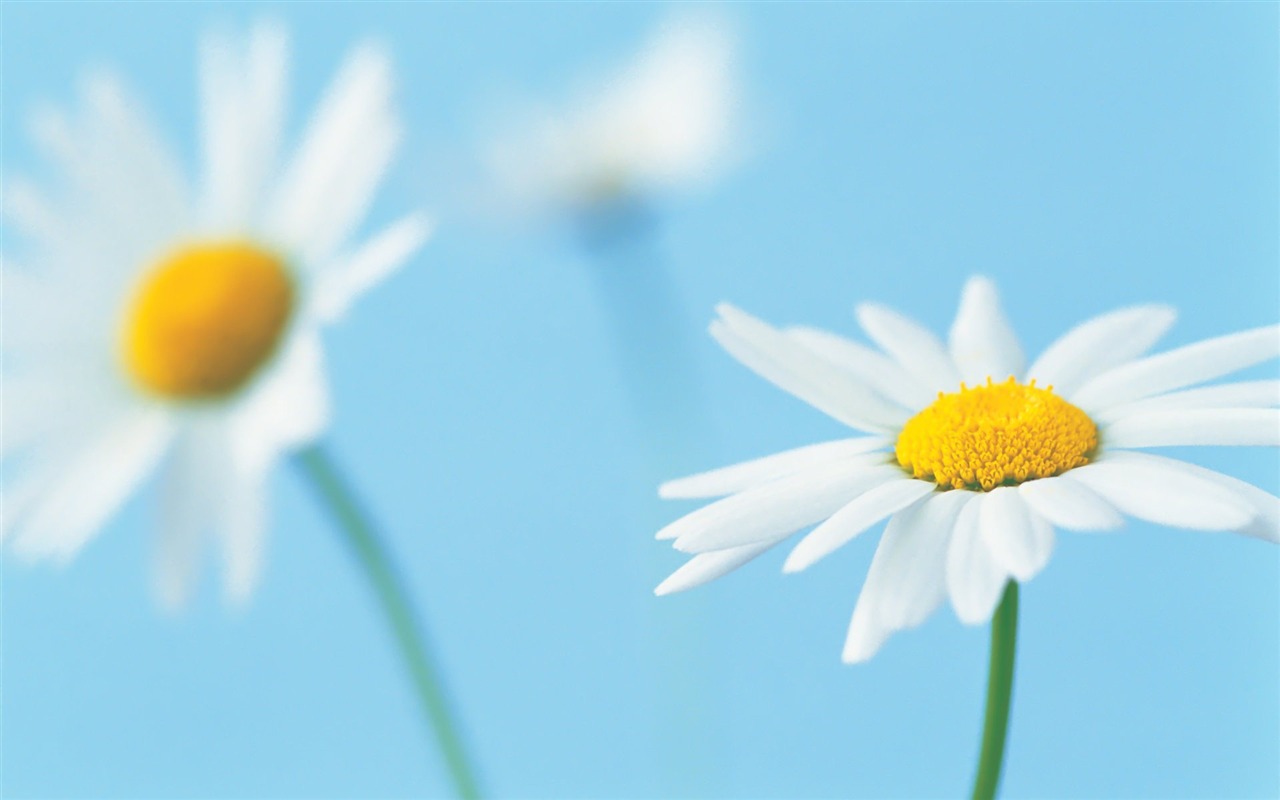 Pairs of flowers and green leaves wallpaper (1) #14 - 1280x800