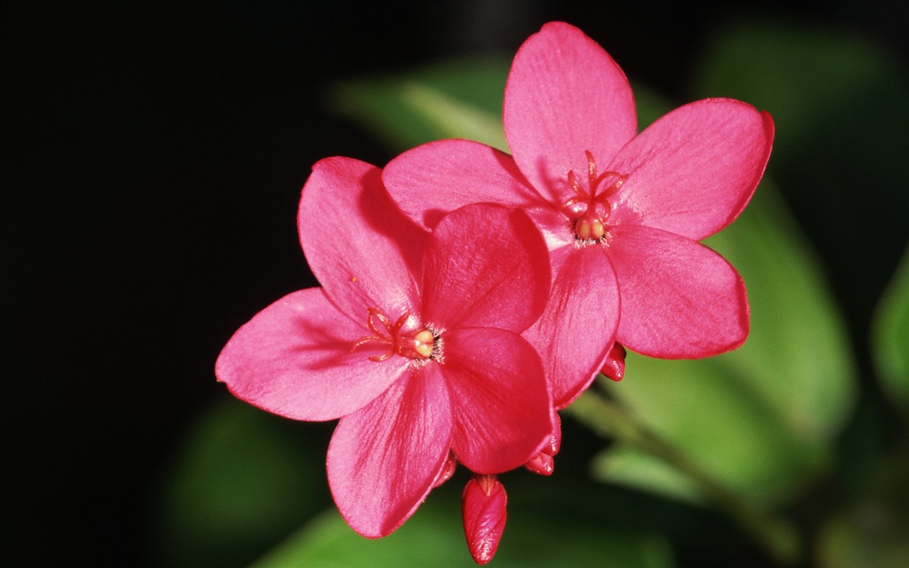 Pairs of flowers and green leaves wallpaper (2) #1 - 1280x800