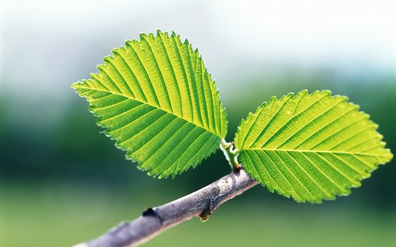 Pairs of flowers and green leaves wallpaper (2) #2 - 1280x800