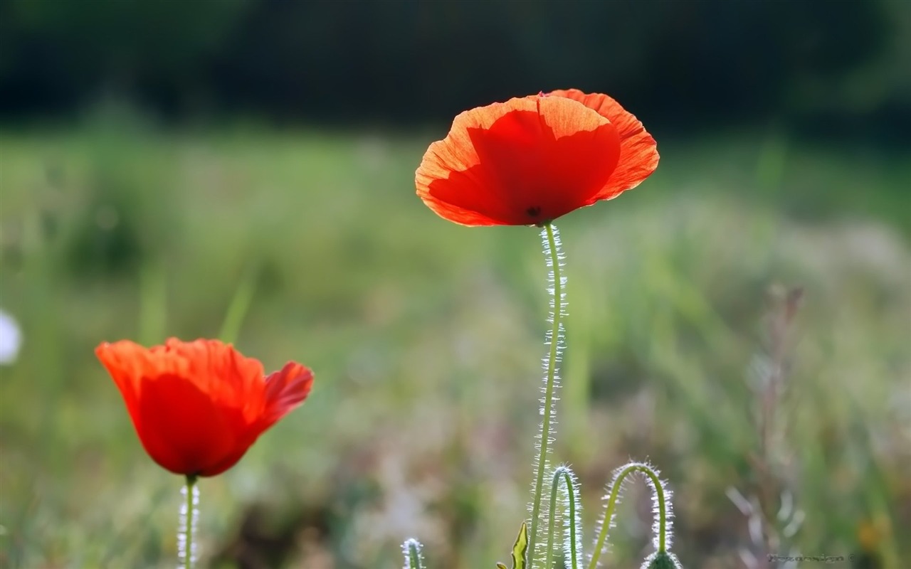 Pairs of flowers and green leaves wallpaper (2) #3 - 1280x800