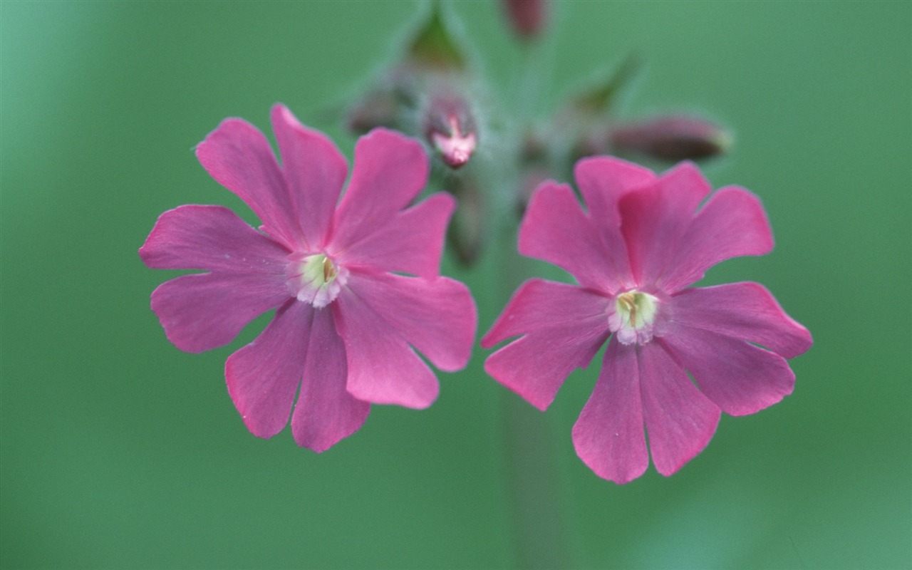 Pairs of flowers and green leaves wallpaper (2) #5 - 1280x800