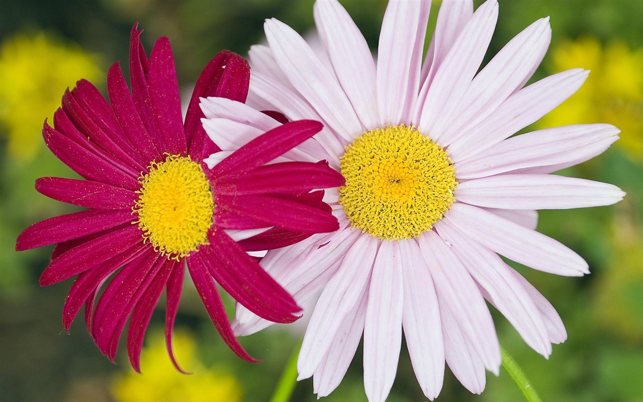 Pairs of flowers and green leaves wallpaper (2) #6 - 1280x800