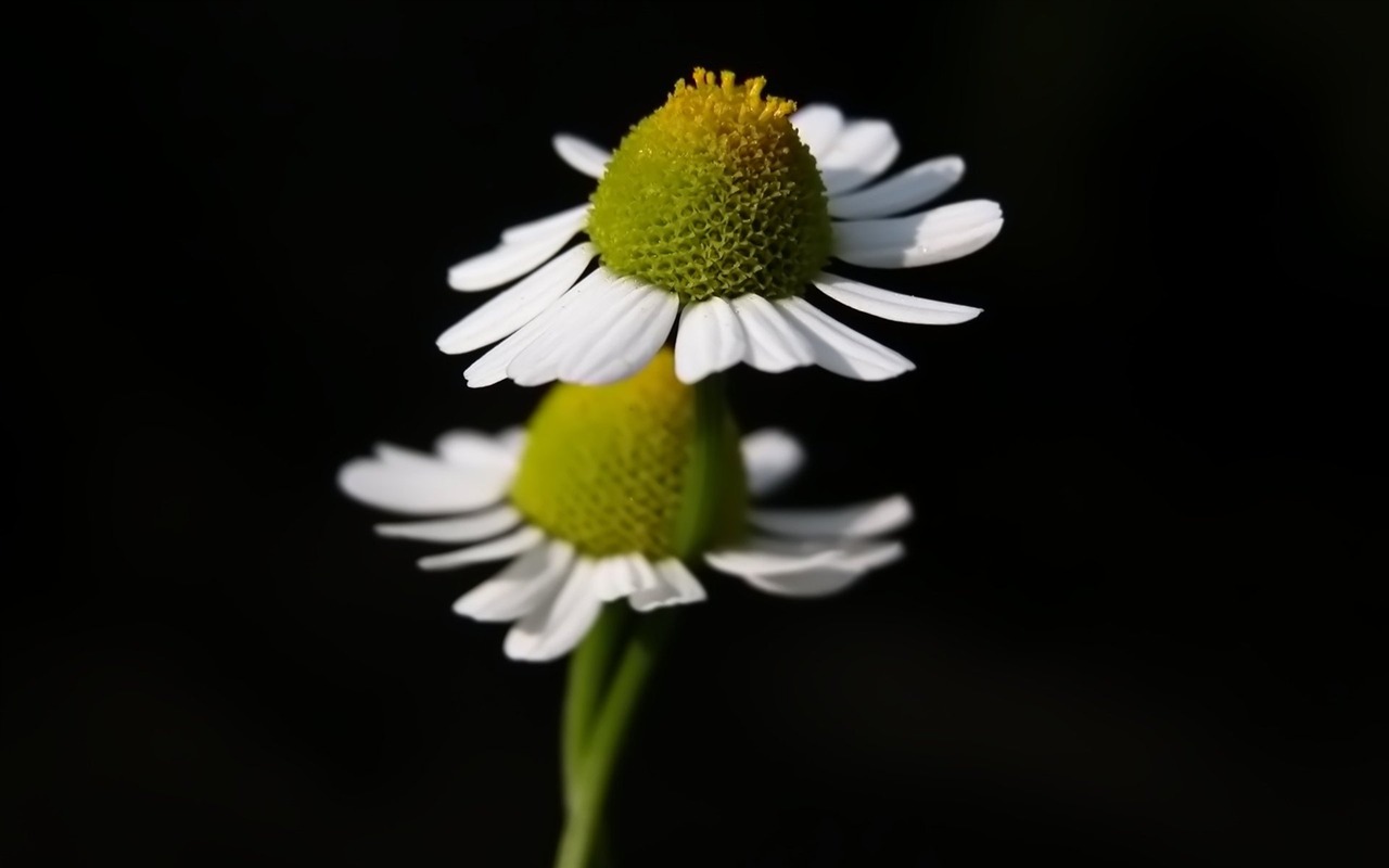 Pairs of flowers and green leaves wallpaper (2) #7 - 1280x800