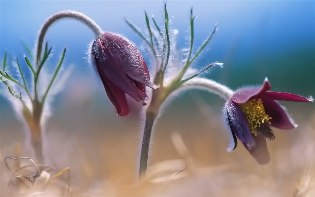 Pairs of flowers and green leaves wallpaper (2) #8 - 1280x800