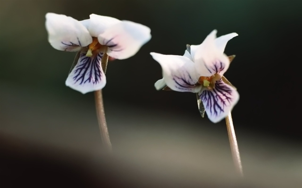 Pairs of flowers and green leaves wallpaper (2) #9 - 1280x800