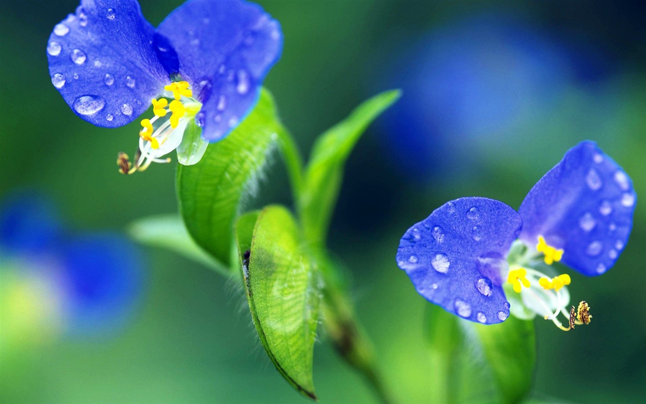 Pairs of flowers and green leaves wallpaper (2) #10 - 1280x800