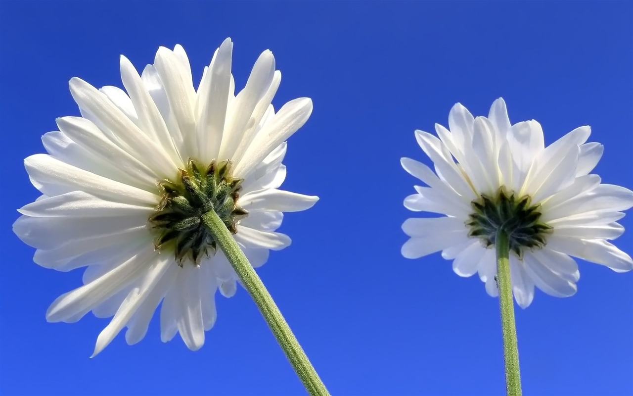 Pairs of flowers and green leaves wallpaper (2) #12 - 1280x800