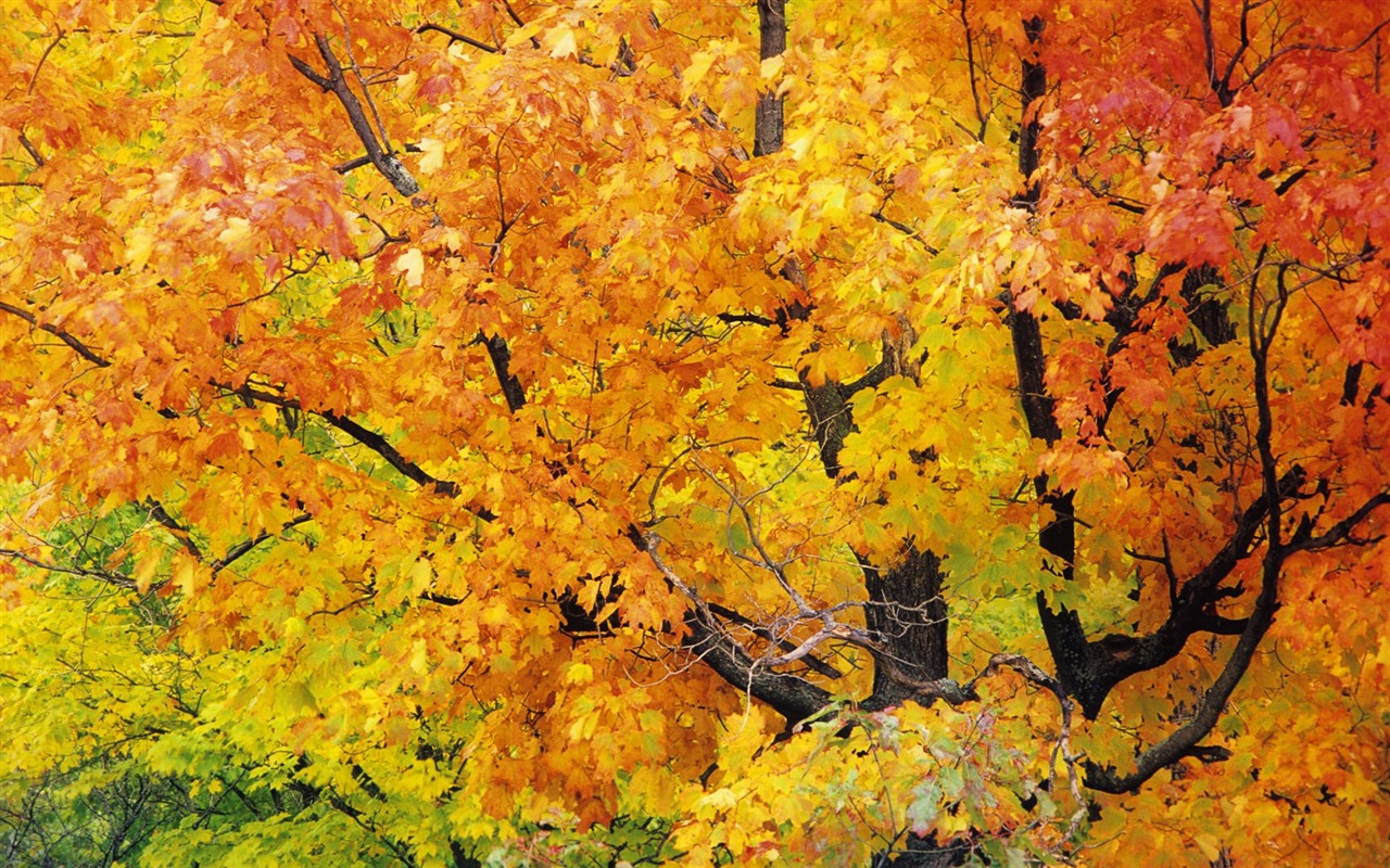 Tapety Krajina Kolekce (65) #20 - 1280x800